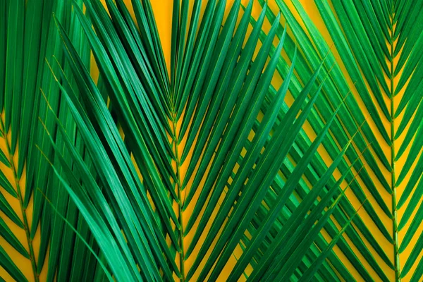 Green tropical palm leaves on bright yellow background. Creative nature layout made leaves. Concept art. Summer concept, tropical palm leaf background, space for text. — Stock Photo, Image