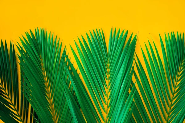 Зеленые тропические пальмовые листья на ярко-желтом фоне. Креативная природа сделала листья. Концептуальное искусство. Летняя концепция, тропический фон из пальмовых листьев, пространство для текста . — стоковое фото