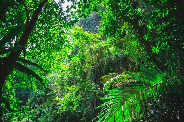 Skogsbakgrund och gröna träd som reflekterar vackert ljus. Solljus som träffar bladen i regnskogen. Gröna träd i den stora skogen. Gröna eklöv, ljus sol — Stockfoto