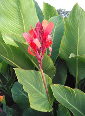 kırmızı çiçekler