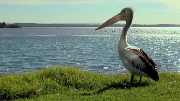 Single Pelican Está Parado Por Corto Tiempo Antes Girar Derecha — Vídeo de stock