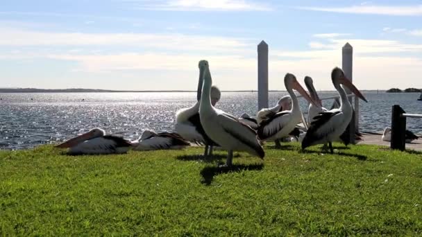 Eine Gruppe Von Seevögeln Darunter Pelikane Und Möwen Fühlen Sich — Stockvideo