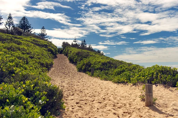 A path leading up the dunes and Off Shelly Beach on the central coast of New South Wales Australia. Starts with a post and is bordered by green vegetation.