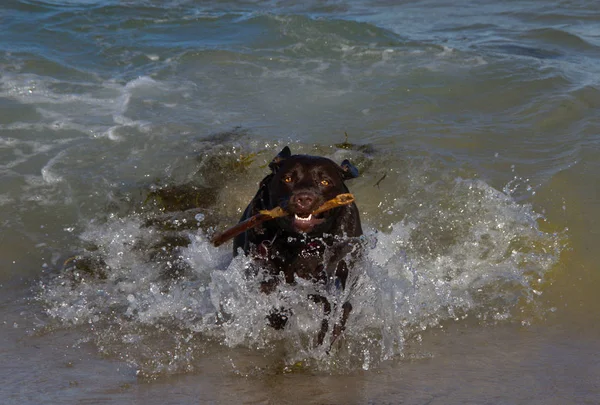 Chocolate labrador running out the the ocean after retrieving a stick — Stock Photo, Image