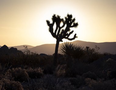 Joshua Tree 'nin çöldeki silueti, arkasında dağların doğuşu ve Kaliforniya' daki Joshua Tree Ulusal Parkı 'ndaki çeşitli çöl bitkileriyle birlikte.