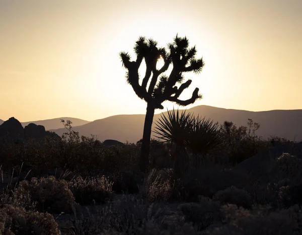 Iconic Silhouette Joshua Tree Desert Sunrise Mountains Various Desert Flora — Stock Photo, Image