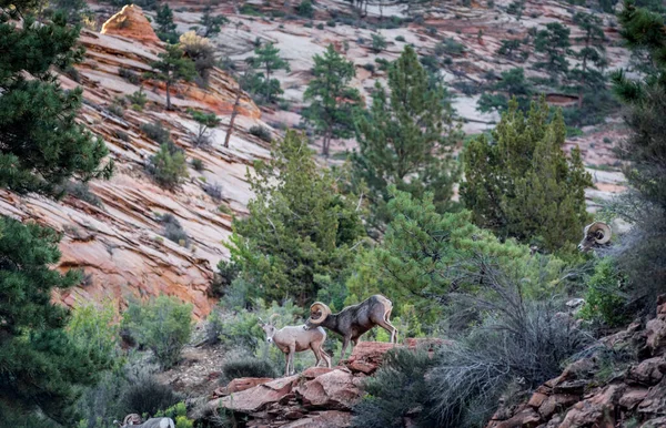 Zwei Dickhornschafe Einer Felsigen Wüstenlandschaft Mit Pflanzen Frühen Morgen Zion — Stockfoto