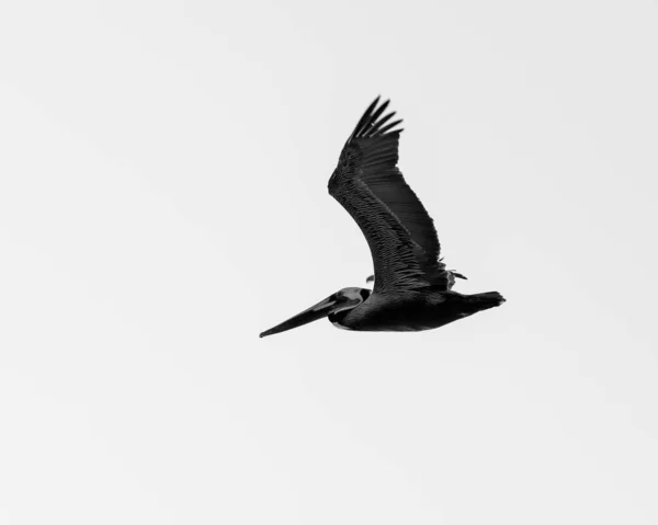 Close Pelican Flying Air Its Wings Black White — Stock fotografie