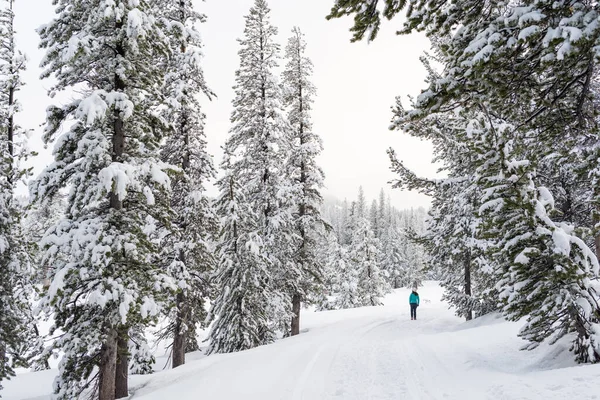A solo female hiker on a snow covered trail in winter surrounded by trees and an overcast sky