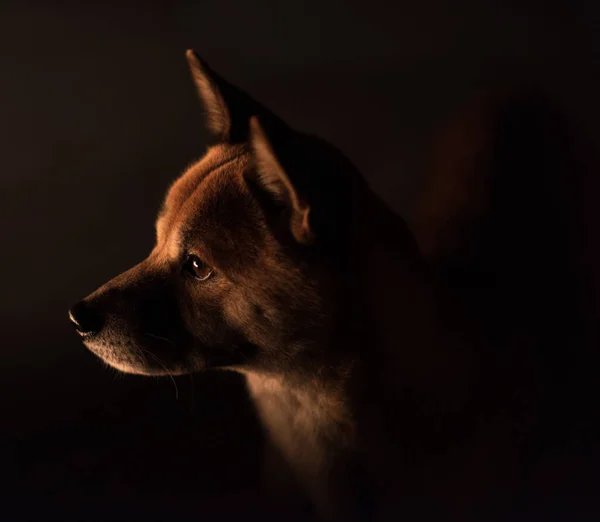 Dramatisches Porträt Eines Aufmerksamen Shiba Inu Japanischer Hund Lagerfeuer Umgeben — Stockfoto