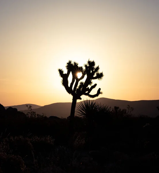 Iconic Silhouette Joshua Tree Desert Sunrise Mountains Various Desert Flora — Stock Photo, Image