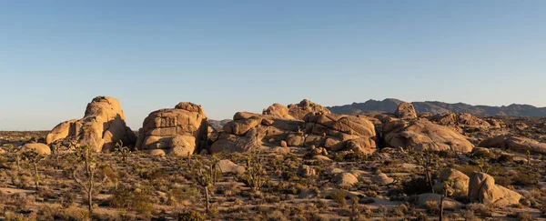 ジョシュアツリー国立公園の岩の形成のパノラマは 前景に砂漠の植物と背景に山と日の出 — ストック写真