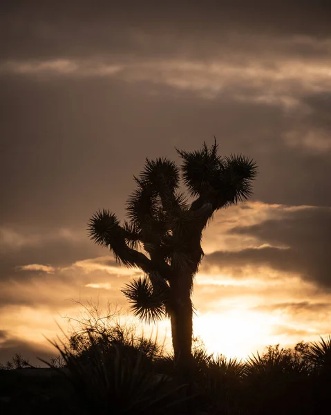 Silueta Joshua Tree Pouštní Flórou Popředí Dramatickou Zataženou Oblohou — Stock fotografie