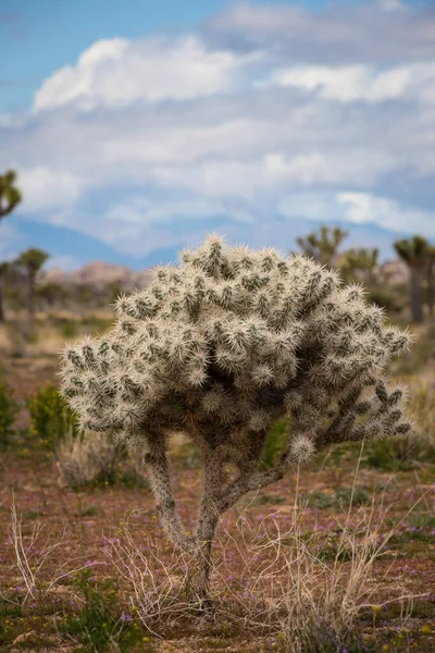 沙漠中带着淡淡的春色和背景中戏剧性云彩的花冠仙人掌的画像 — 图库照片