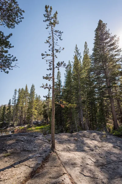 カリフォルニアの晴れた日に背の高い松の木と背景の湖に囲まれた岩から成長した松の木 — ストック写真