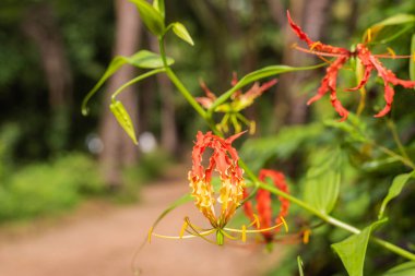 Güzel çiçekleri bokeh ile Goa, Hindistan 
