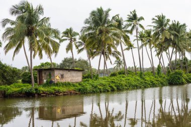 Chinchinim, Goa/Hindistan-Temmuz 29 2018: Suni balık ve karides çiftlikleri tarım bulunan Goa içinde hangi cins ve arka balık ve karides/karides yerel tüketim ve ihracat için