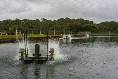 Chinchinim, Goa/Hindistan-Temmuz 29 2018: Suni balık ve karides çiftlikleri tarım bulunan Goa içinde hangi cins ve arka balık ve karides/karides yerel tüketim ve ihracat için