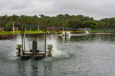 Chinchinim, Goa/Hindistan-Temmuz 29 2018: Suni balık ve karides çiftlikleri tarım bulunan Goa içinde hangi cins ve arka balık ve karides/karides yerel tüketim ve ihracat için