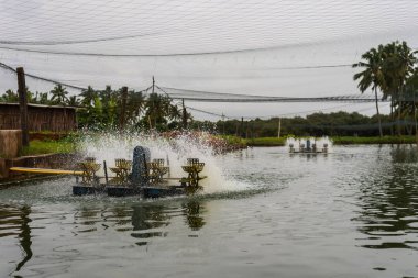 Chinchinim, Goa/Hindistan-Temmuz 29 2018: Suni balık ve karides çiftlikleri tarım bulunan Goa içinde hangi cins ve arka balık ve karides/karides yerel tüketim ve ihracat için