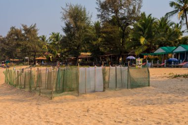 Agonda Beach, Goa/Hindistan-Mart 2 2018: Goa, Hindistan Agonda Plajı'nda orman yetkilileri tarafından korunan zeytin Ridley kaplumbağa yumurta