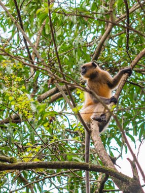 Gri veya Hanuman langur (Presbytis Tellus) Hindistan