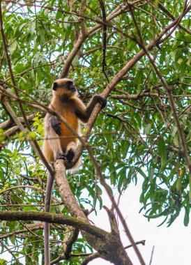 Gri veya Hanuman langur (Presbytis Tellus) Hindistan