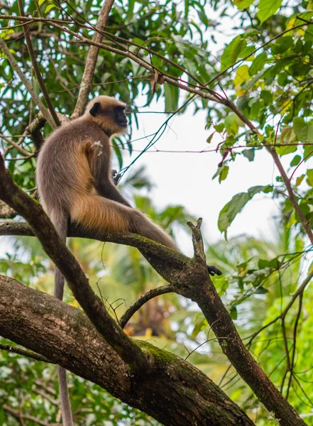 Szürke Vagy Hanuman Langur Presbytis Entellus Indiában — Stock Fotó