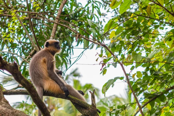 Grijs Hanuman Langur Genoemd Presbytis Tellus India — Stockfoto