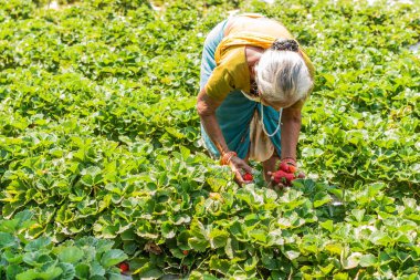 Netravali, Goa/Hindistan-Mart 21 2019: çilek sıralanmış ve Goa, Hindistan bir çiftlikte Satılık paketlenmiş