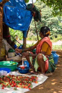 Netravali, Goa/Hindistan-Mart 21 2019: çilek sıralanmış ve Goa, Hindistan bir çiftlikte Satılık paketlenmiş