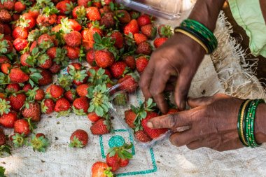 Netravali, Goa/Hindistan-Mart 21 2019: çilek sıralanmış ve Goa, Hindistan bir çiftlikte Satılık paketlenmiş