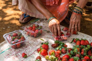 Netravali, Goa/Hindistan-Mart 21 2019: çilek sıralanmış ve Goa, Hindistan bir çiftlikte Satılık paketlenmiş