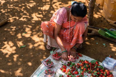 Netravali, Goa/Hindistan-Mart 21 2019: çilek sıralanmış ve Goa, Hindistan bir çiftlikte Satılık paketlenmiş