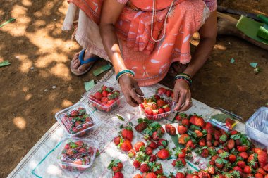 Netravali, Goa/Hindistan-Mart 21 2019: çilek sıralanmış ve Goa, Hindistan bir çiftlikte Satılık paketlenmiş