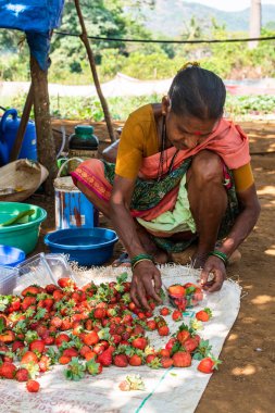 Netravali, Goa/Hindistan-Mart 21 2019: çilek sıralanmış ve Goa, Hindistan bir çiftlikte Satılık paketlenmiş