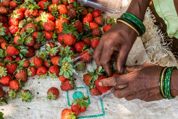 Netravali, Goa/Hindistan-Mart 21 2019: çilek sıralanmış ve Goa, Hindistan bir çiftlikte Satılık paketlenmiş