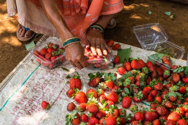 Netravali, Goa/Hindistan-Mart 21 2019: çilek sıralanmış ve Goa, Hindistan bir çiftlikte Satılık paketlenmiş