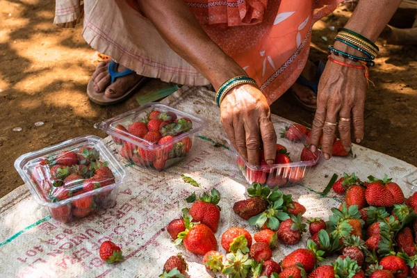 Netravali, Goa/Hindistan-Mart 21 2019: çilek sıralanmış ve Goa, Hindistan bir çiftlikte Satılık paketlenmiş