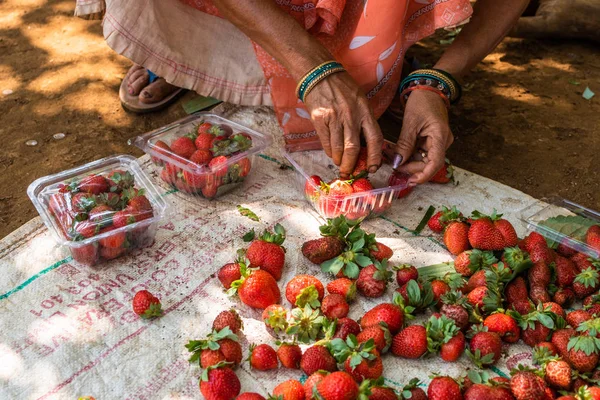 Netravali, Goa/Hindistan-Mart 21 2019: çilek sıralanmış ve Goa, Hindistan bir çiftlikte Satılık paketlenmiş