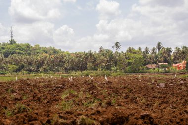 Curtorim, Goa / Hindistan - 22 Mayıs 2020: Traktör ve dümen, tarımda kullanılan pulluk Goa, Hindistan 'da çeltik ekimi / tarım sahnesi