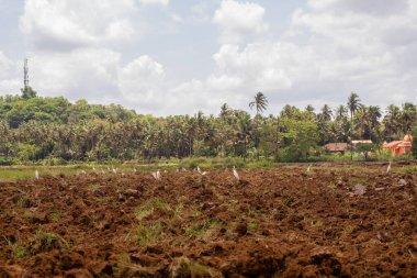 Curtorim, Goa / Hindistan - 22 Mayıs 2020: Traktör ve dümen, tarımda kullanılan pulluk Goa, Hindistan 'da çeltik ekimi / tarım sahnesi