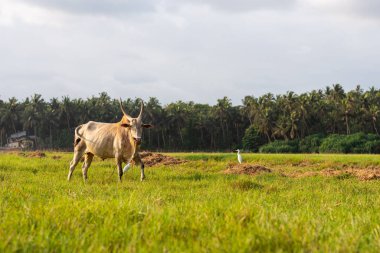 Beyaz sığır / öküz tarlada otluyor. Goa, Hindistan 'da tarım arazisi.