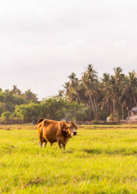 Tarlada otlayan bir Jersey ineği fotokopi alanı olan doğal bir arka planda. Süt ürünlerinin pazarlanması için çiftçilik ve hayvancılık