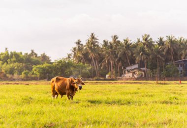 Tarlada otlayan bir Jersey ineği fotokopi alanı olan doğal bir arka planda. Süt ürünlerinin pazarlanması için çiftçilik ve hayvancılık