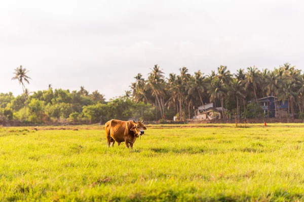 Una Vaca Jersey Pastando Campo Fondo Natural Con Espacio Copia — Foto de Stock