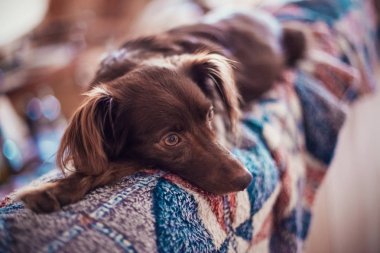 Küçük melankoli kırmızı (kahverengi) köpek (köpek) içinde ev parlak halı üzerinde uzanır ve sahibi, içeride bekle. Üzgün resim.