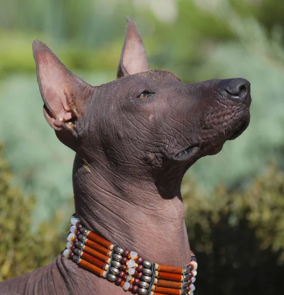 Head Portrait Xoloitzcuintle Dog Mexican Hairless Dog Hand Made Collar — Stock Photo, Image