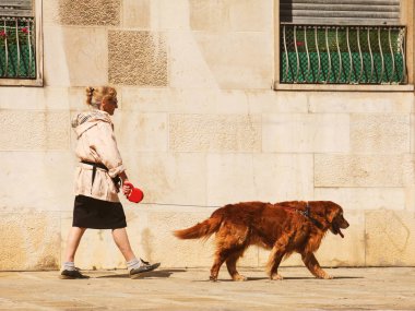 Kırmızı köpek Labrador ile taş evin içinde sokak boyunca kırmızı tasma üzerinde yürüyen yaşlı bayan. Açık havada, güneşli bir gün, biraz altın sesi.