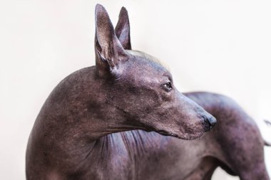 Baş Xolotizcuintle doğurmak (Meksika Hairless köpek), kırmızı ve beyaz mohawk ile standart boyutta eski köpek. Güzel, zeki ve sakin bak, bronz rengi, tüysüz derinin kulak. Bazı yaş lekeleri cilt üzerinde görülebilir. Uzay kopyalayın. Açık havada